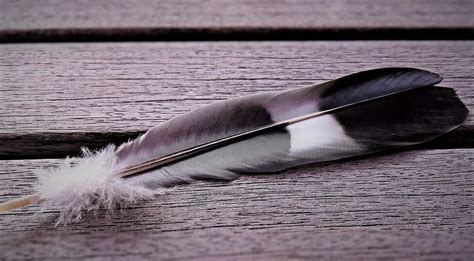 black and grey feather meaning|gray white black feather meaning.